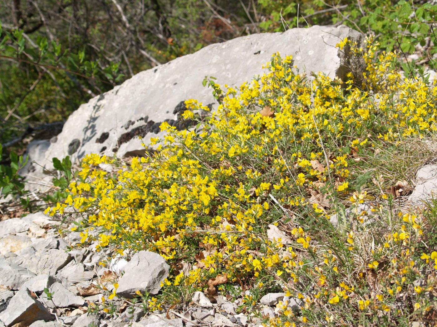 Greenweed, Dyer's plant